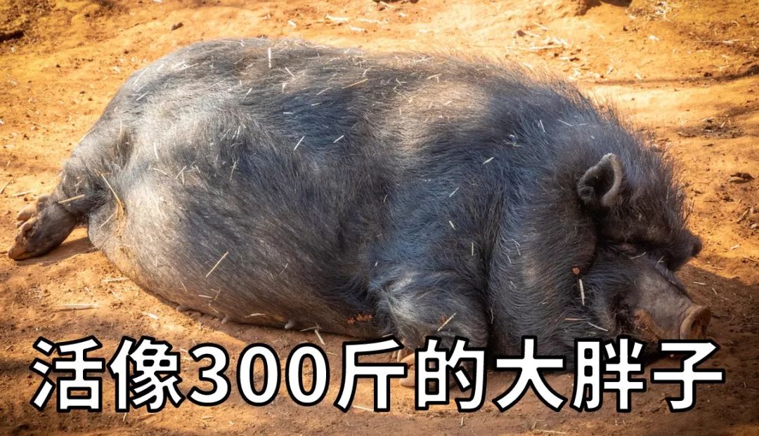 亚洲性夜色九九九久久久